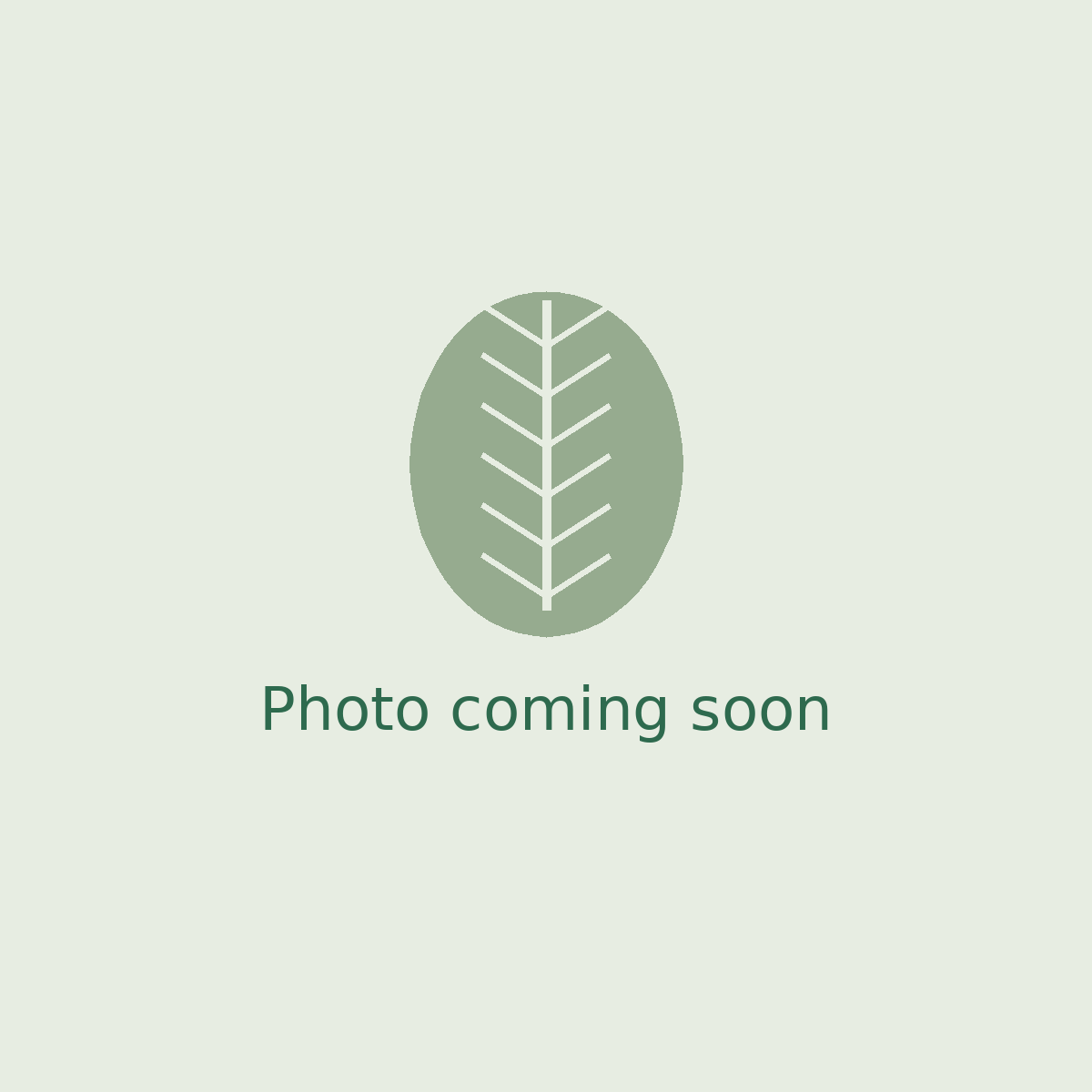Monstera Deliciosa