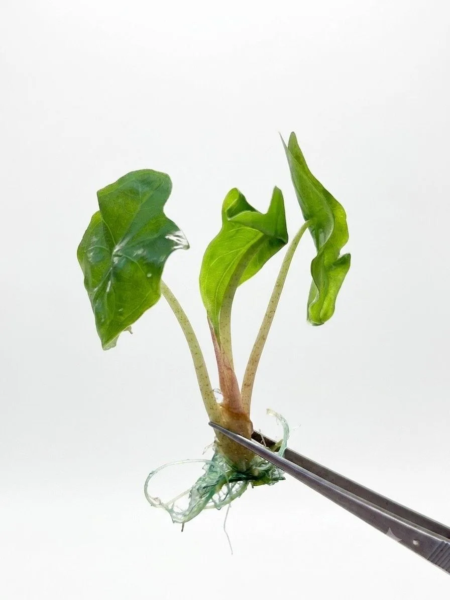 alocasia-venom__1f1b52a6.webp