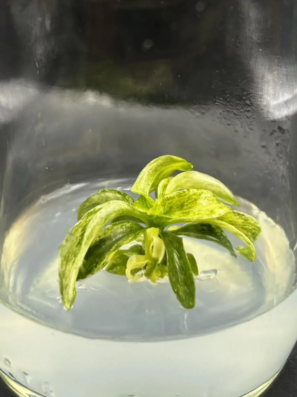 philodendron-joepii-var__855b7776.webp