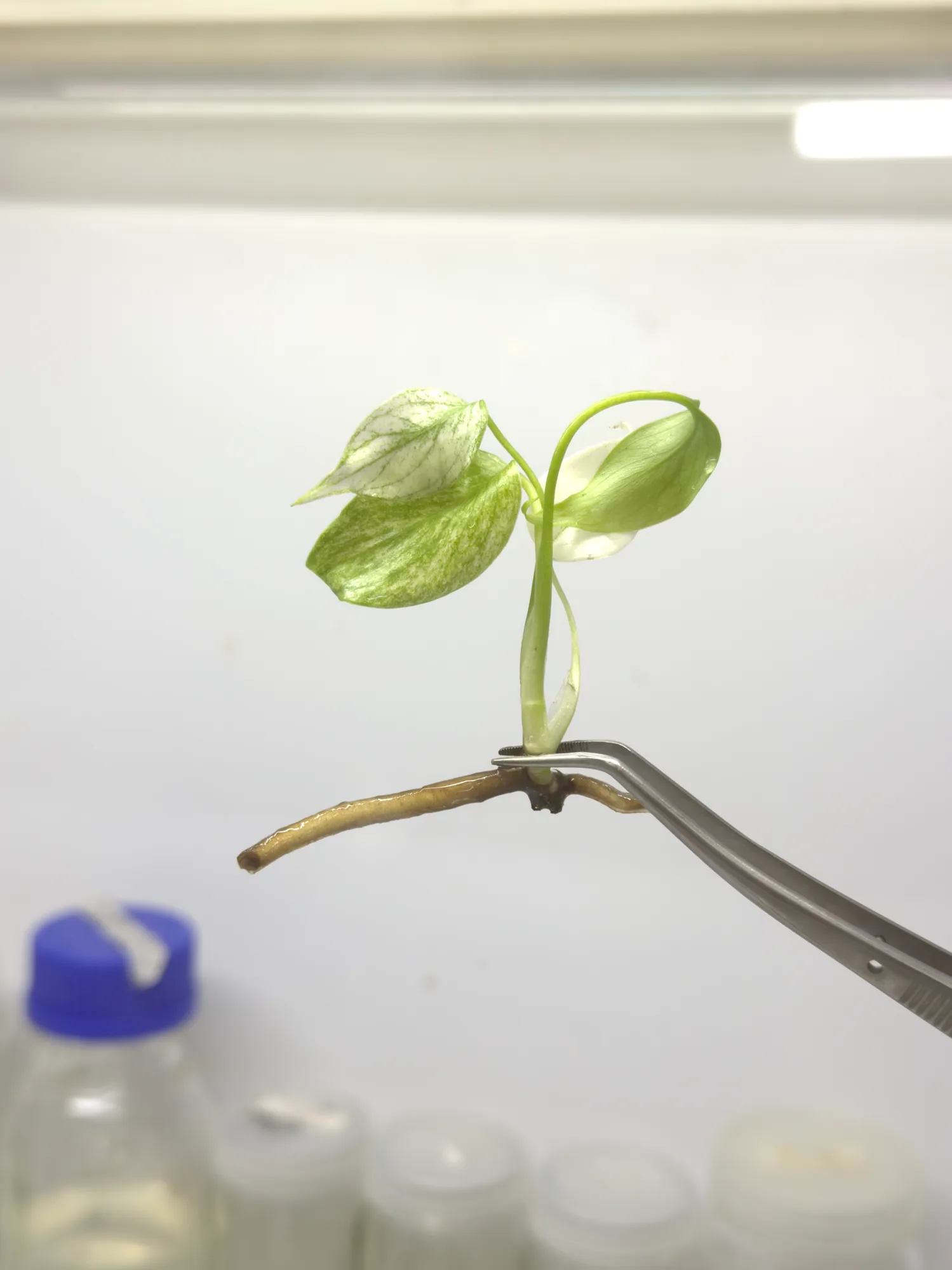 monstera-deliciosa-full-mint__765ea9e2.webp