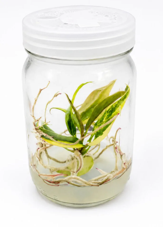 philodendron-caramel-marble-var__5d62a855.webp