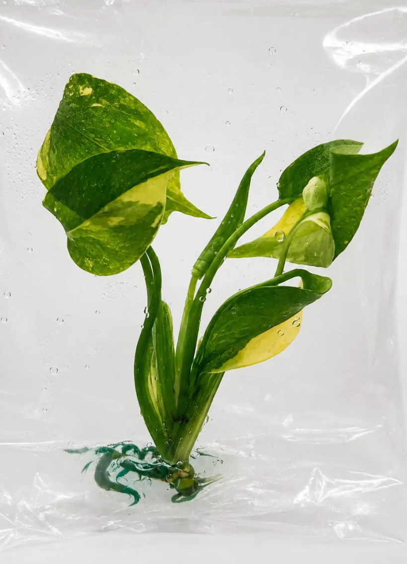 monstera-deliciosa-creme-brulee__911e68f7.webp