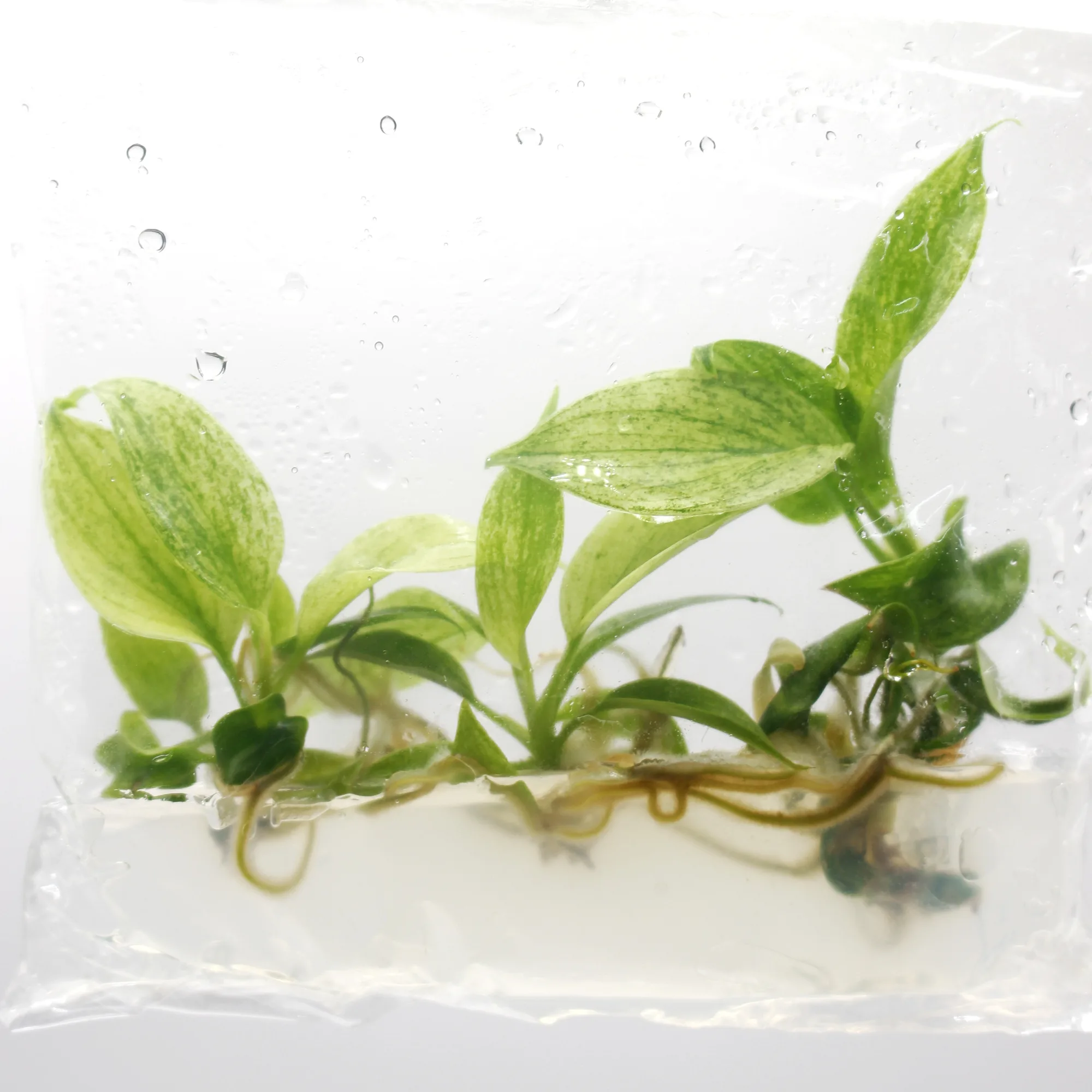 philodendron-florida-ghost-var__a2cc9504.webp