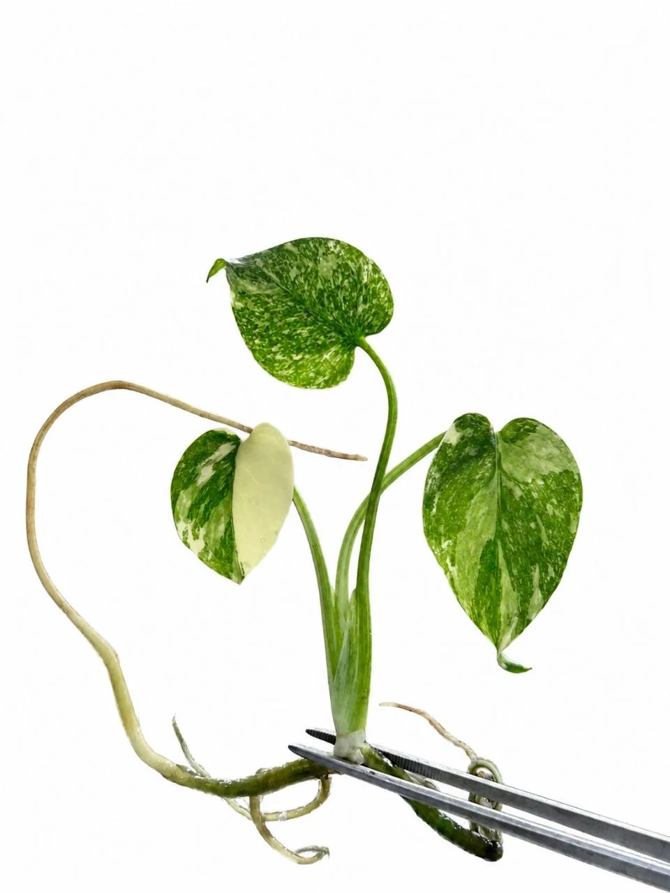 monstera-thai-constellation__b417c654.webp