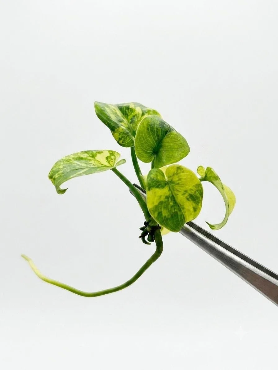 philodendron-selloum-var__2edd51e5.webp