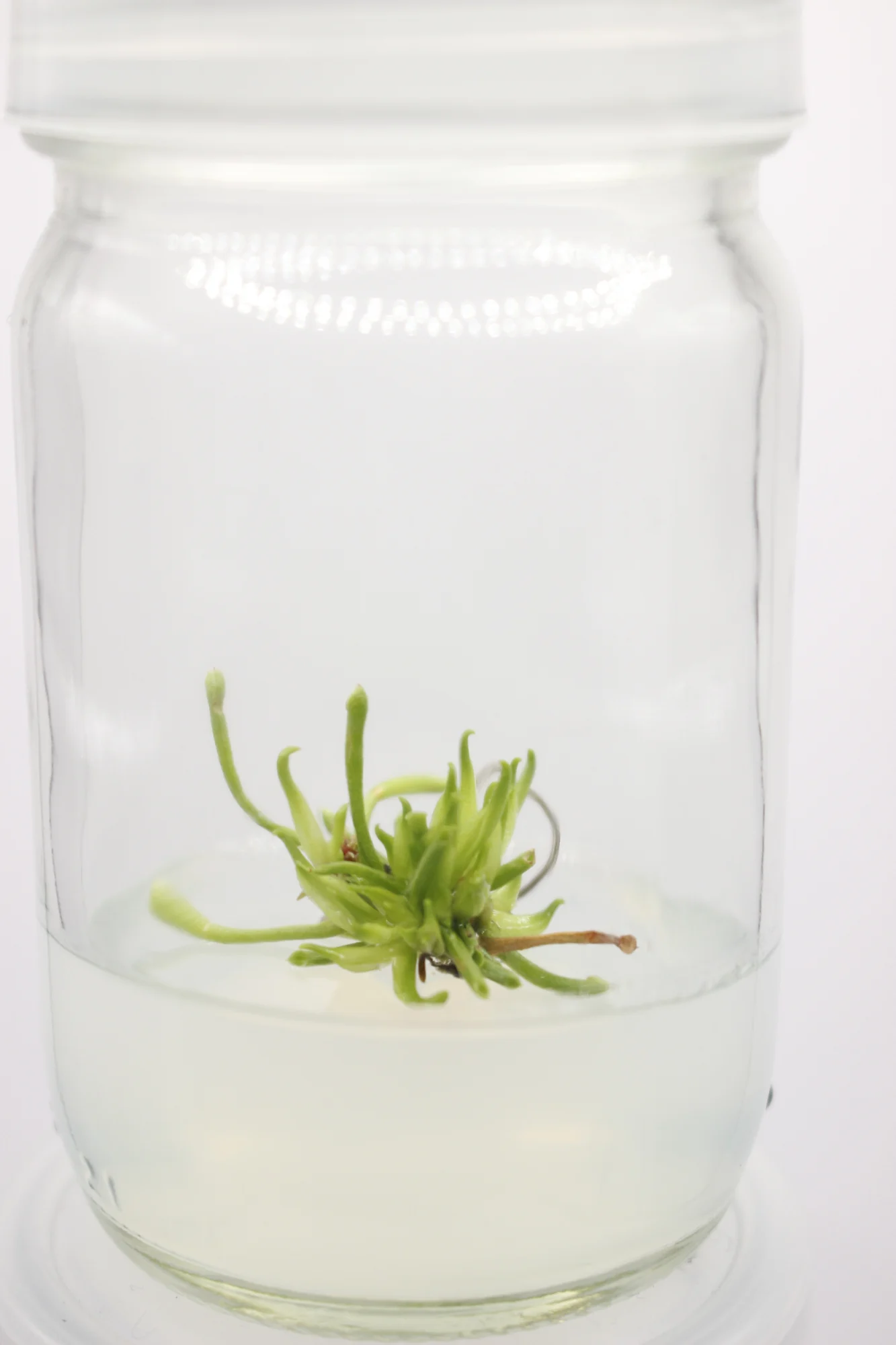 Heliamphora minor.webp