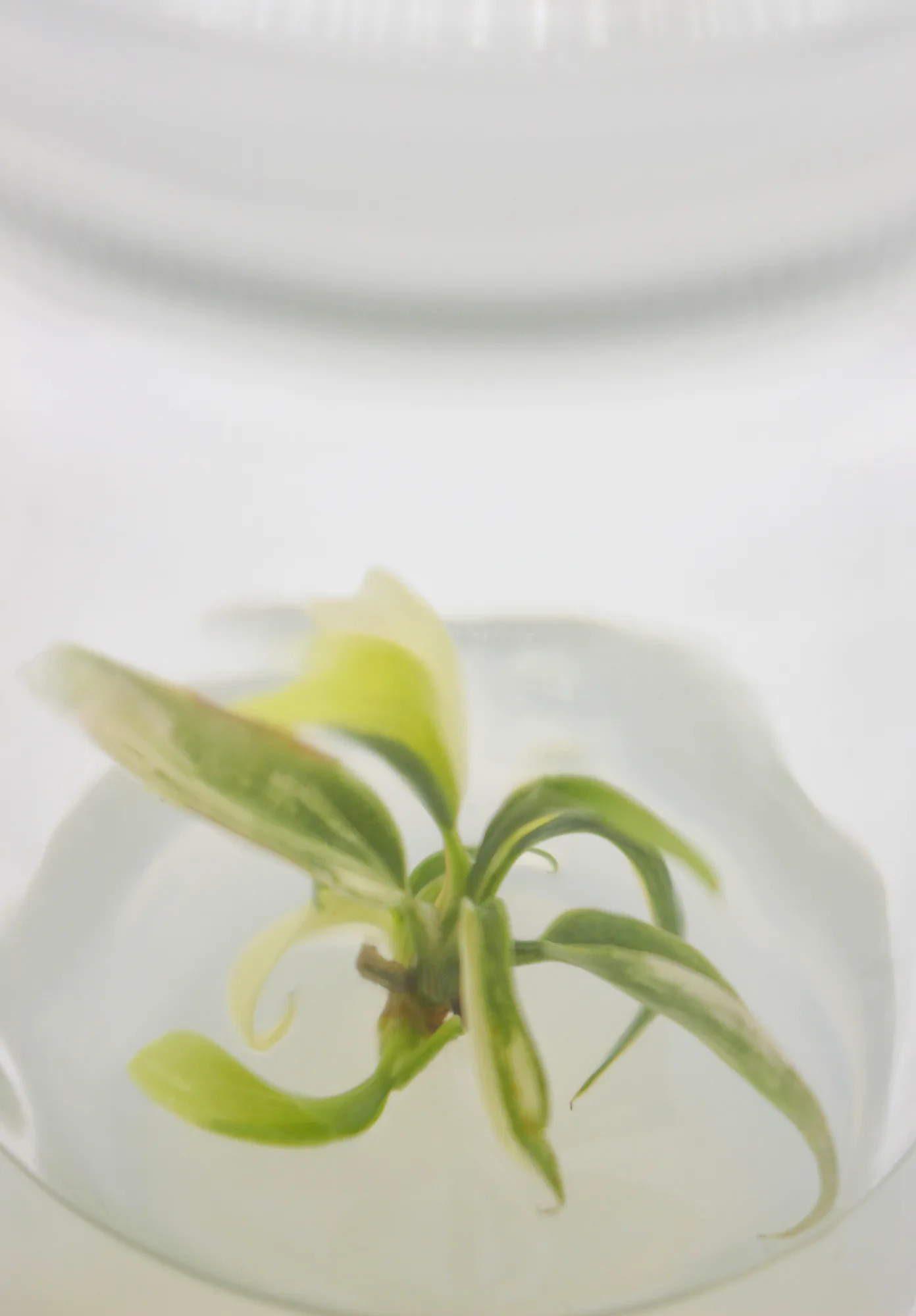philodendron-florida-beauty-x-tortum-var__51b9f640.webp