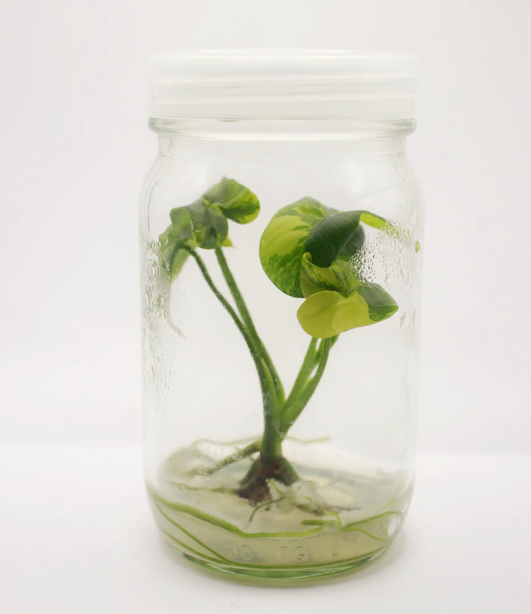 philodendron-goeldii-var__dafec8bc.webp