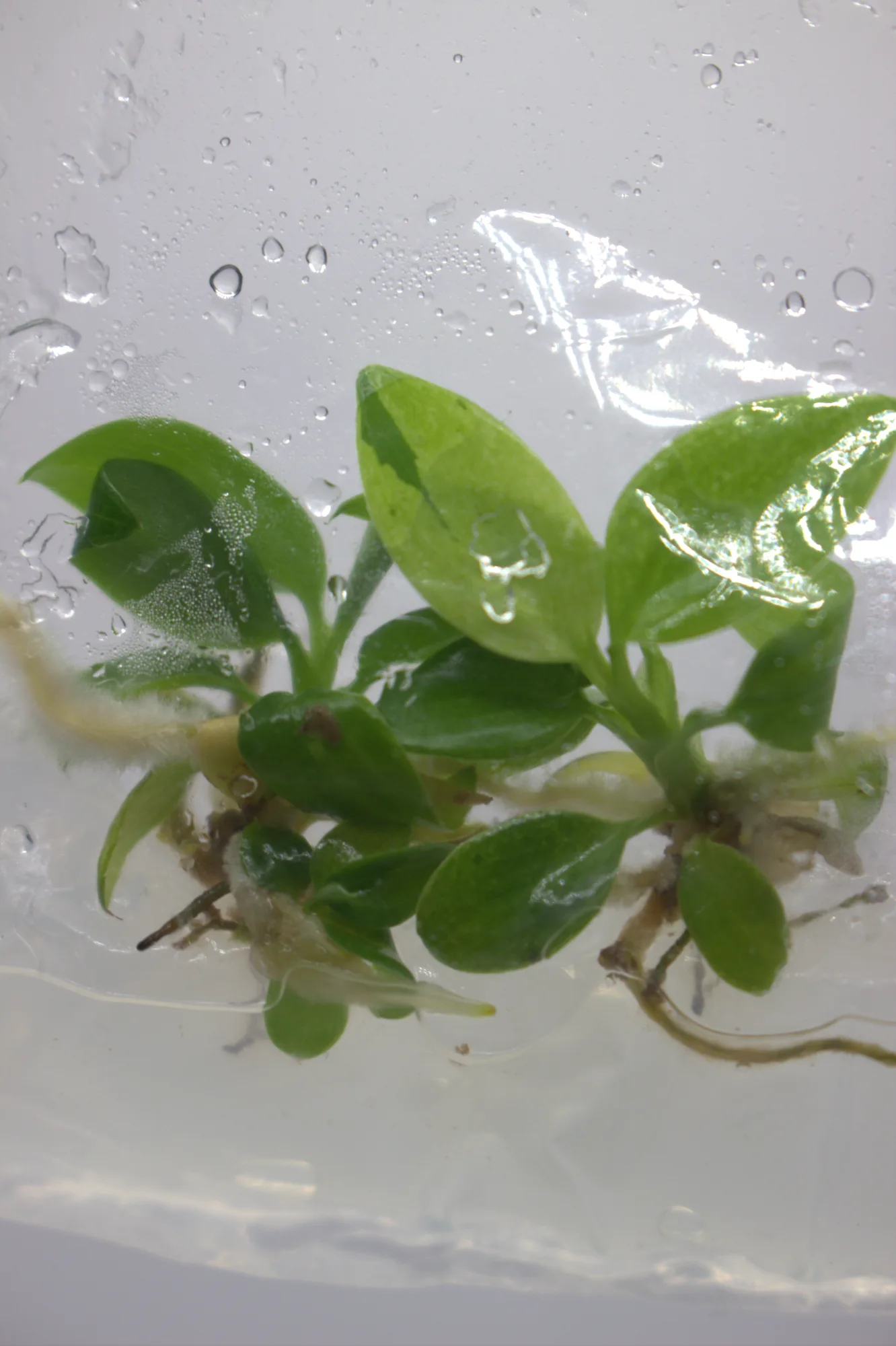 philodendron-whipple-way__06f71adb.webp