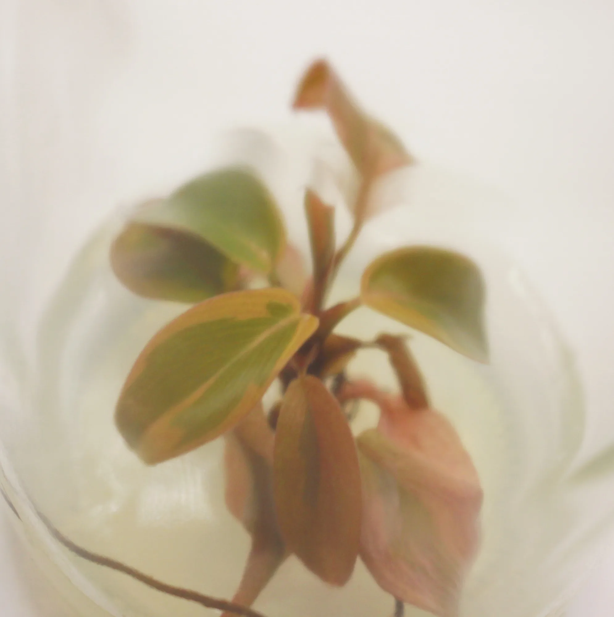 philodendron-black-cardinal-no-2__0144d41a.webp