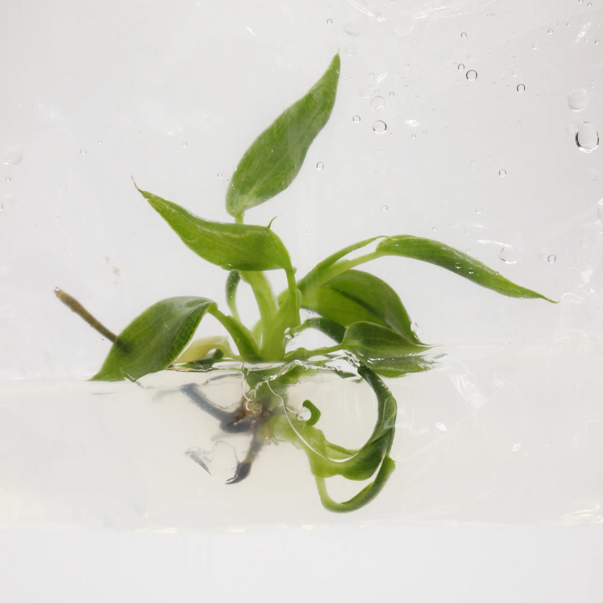 philodendron-spiritus-sancti__5d6ef6ba.webp